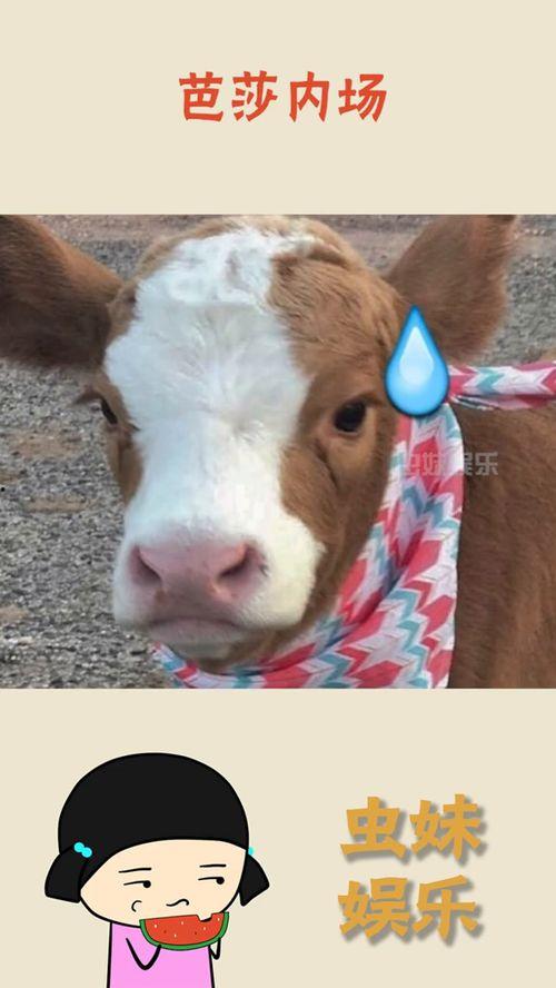 娱乐吃瓜酱青蛙