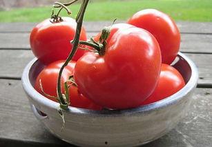 娱乐吃瓜蜀黍番茄娱乐,揭秘娱乐圈幕后故事